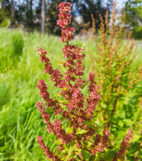 Štiav kyslý - Rumex acetosa - semená štiavu - 25 ks