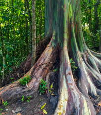 Eukalyptus dúhový - Blahovičník - Eucalyptus deglupta - semená eukalyptu - 5 ks