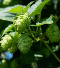 Chmeľ otáčavý - Humulus lupulus - semená chmeľu - 8 ks