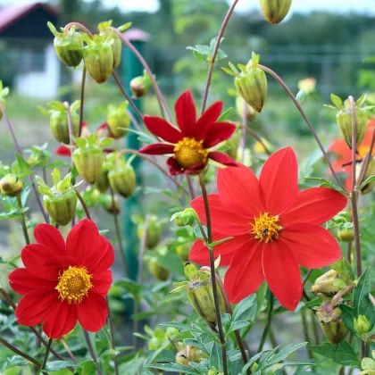 Georgína premenlivá Mignon zmes farieb - Dahlia variabilis - predaj semien - 20 ks