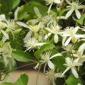 Plamienok plotný - Clematis vitalba - semená plamienka - 12 ks