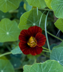 Kapucínka červeno-čierna Black Velvet - Alaska - Tropaeolum minus - semená - 15 ks