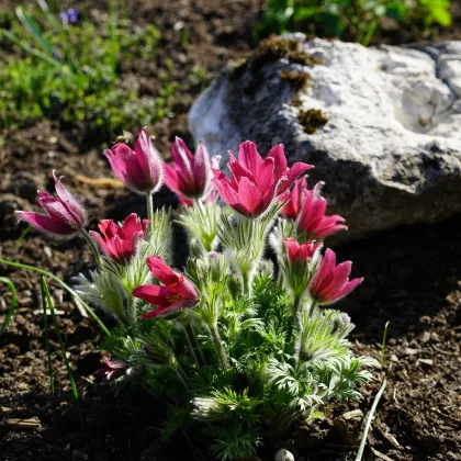 Poniklec obyčajný Rote Glocke - Pulsatilla vulgaris - semená - 10 ks