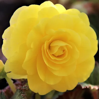 Begónia žltá - Begonia Pendula maxima - hľuzy begónie - 2 ks