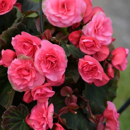 Begónia ružová - Begonia Pendula maxima - hľuzy begónie - 2 ks