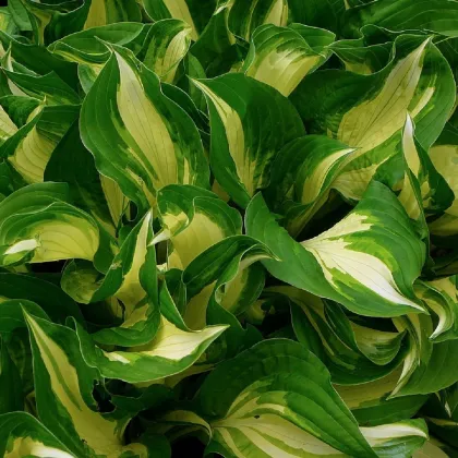 Funkia - Hosta - Mediovariegata - predaj hľúz - 1 ks