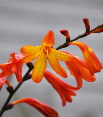 Montbrécia Meteor - Crocosmia - hľuza montbrécie - 4 ks