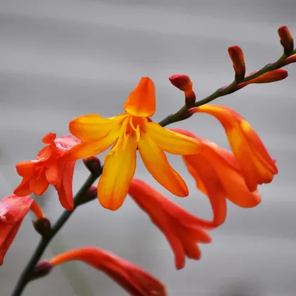 Montbrécia Meteor - Crocosmia - hľuza montbrécie - 4 ks