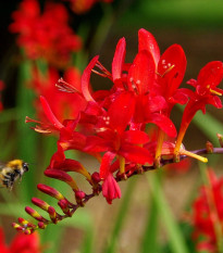 Montbrécia Červený kráľ - Crocosmia - hľuzy montbrécie - 4 ks