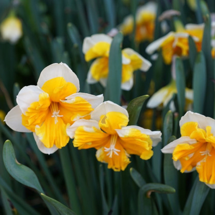 Narcis Orangery - Narcissus - cibuľoviny - 3 ks
