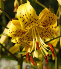 Ľalia zlatohlavá Guinea Gold - Lilium martagon - cibuľoviny - 1 ks