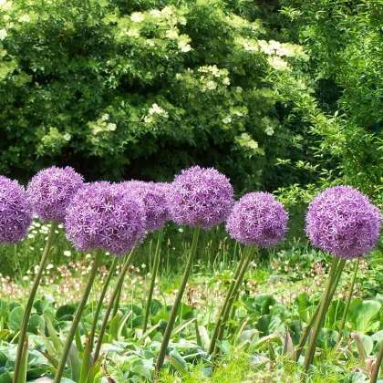 Okrasný cesnak Globemaster - Allium - cibuľoviny - 1 ks