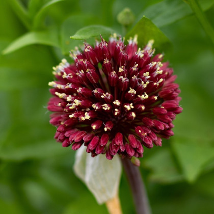 Okrasný cesnak Red Mohican - Allium amethystinum - cibuľoviny - 1 ks