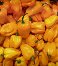 Chilli Trinidad Scorpion Moruga - Capsicum chinense - semená chilli - 5 ks