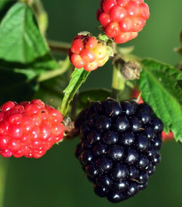 Ostružina beztŕňová čierna - černica - Rubus - voľnokorenné sadenice černíc - 1 ks