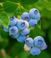 Čučoriedka americká modrá - Vaccinium corymbosum - sadenice čučoriedok - 1 ks