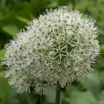 Okrasný cesnak Mount Everest - Allium - cibuľoviny - 1 ks