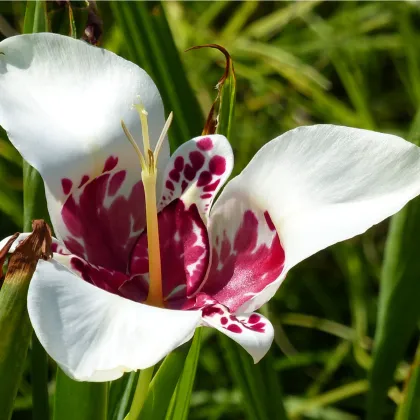 Tigrica biela - Tigridia Alba - hľuzy tigrice - 3 ks