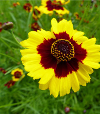 Krásnoočko dvojfarebné vysoké - Coreopsis tinctoria - semená - 50 ks