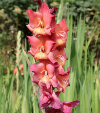 Gladiola Indian Summer - Gladiolus Antica - gladioly - hľuzy gladioly - 3 ks