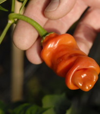 Chilli oranžové Peter - Capsicum annuum - semená chilli - 5 ks