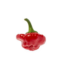 Chilli Jamaican Hot Red - Capsicum annuum - semená chilli - 6 ks