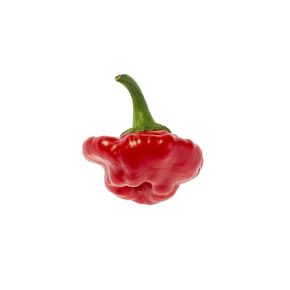 Chilli Jamaican Hot Red - Capsicum Annuum - semená - 6 ks
