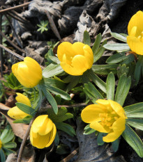 Talovín - Eranthis cilicica - cibuľoviny - 3 ks