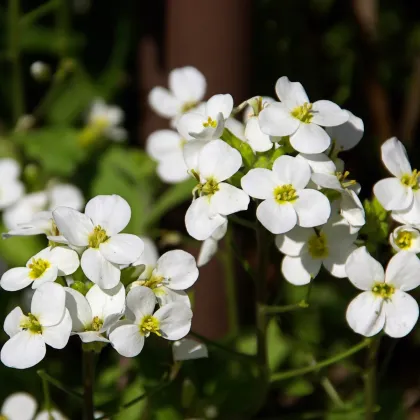 Arábka alpínska biela - Arabis alpina - semená - 200 ks