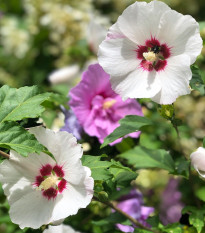 Ibištek sýrsky Rose of Sharon - Hibiscus syriacus - semená ibišteka - 12 ks