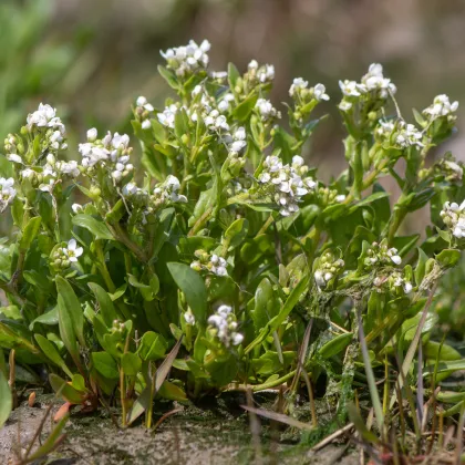 Lyžičník lekársky - Cochleria officinalis - semená lyžičníka - 20 ks