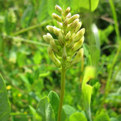 Kozinec sladkolistý - Astragalus glycyphyllos - semená kozinca - 20 ks