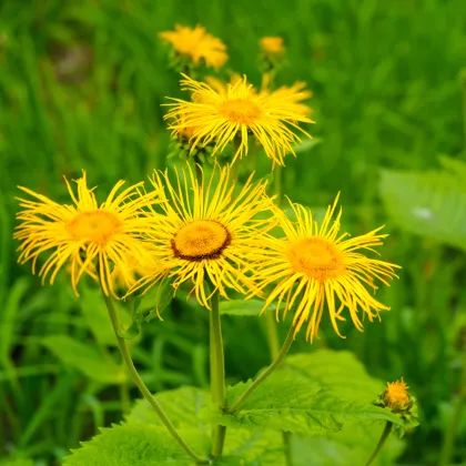 Oman pravý – Inula helenium – semená omanu - 20 ks