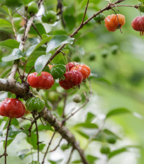 Surinamská čerešňa - Eugenia uniflora - semená čerešne - 2 ks