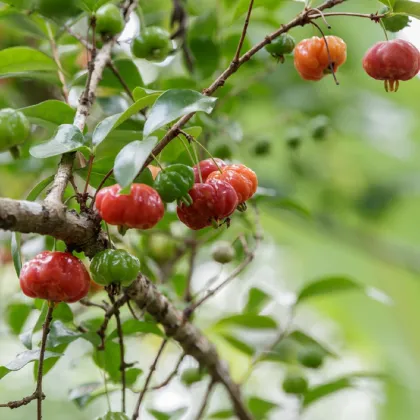 Surinamská čerešňa - Eugenia uniflora - semená čerešne - 2 ks