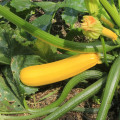 BIO Cuketa Gold Rush - Cucurbita pepo - bio semená cukety - 7 ks