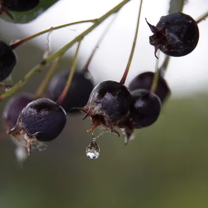 Muchovník kanadský - Amelanchier canadensis - semena muchovníku - 10 ks