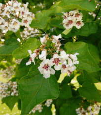 Katalpa Fargesova - Catalpa fargesii - semená katalpy - 8 ks