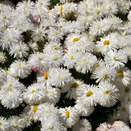 Sedmokráska stredne plnokvetá biela - Bellis perennis - semená sedmokrásky - 0,1 g