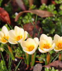 Krókus Ochroleucus - Crocus ochroleucus - hľuzy krókusu - 3 ks