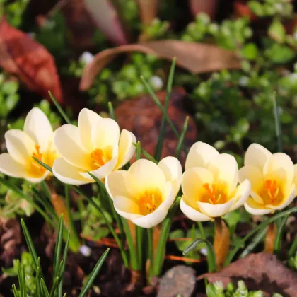 Krókus Ochroleucus - Crocus ochroleucus - hľuzy krókusu - 3 ks