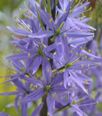 Ladoník modrý - Camassia - predaj cibuliek - 2 ks