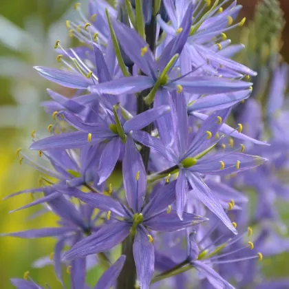 Ladoník modrý - Camassia - predaj cibuliek - 2 ks