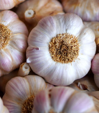 Sadbový cesnak Havel - Allium sativum - paličiak - cibuľa cesnaku - 1 balenie