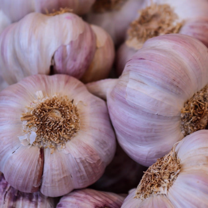 Sadbový cesnak Anton - Allium sativum - nepaličiak - cibuľa cesnaku - 1 balenie