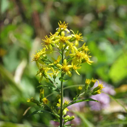 Zlatobyľ obyčajný - Solidago virgaurea - semená zlatobyľa - 10 ks