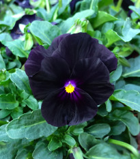 Fialka rohatá Back to Black - Viola cornuta - predaj semien - 120 ks