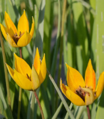 Tulipán lesný - Tulipa sylvestris - cibule tulipánov - 3 ks