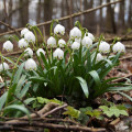 Bleduľa letná - Leucojum aestivum - cibuľoviny - 2 ks