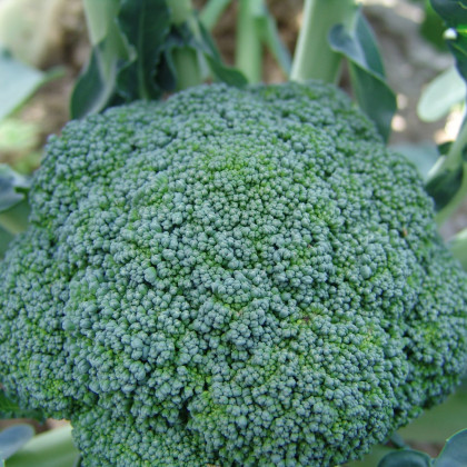 Brokolica Limba - Brassica oleracea L. - semená brokolice - 250 ks